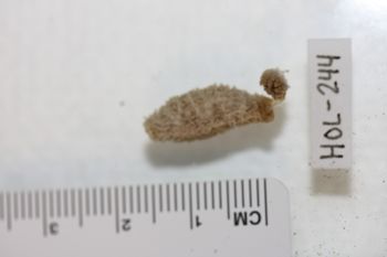 Media type: image;   Invertebrate Zoology HOL-244 Description: Preserved specimen.;